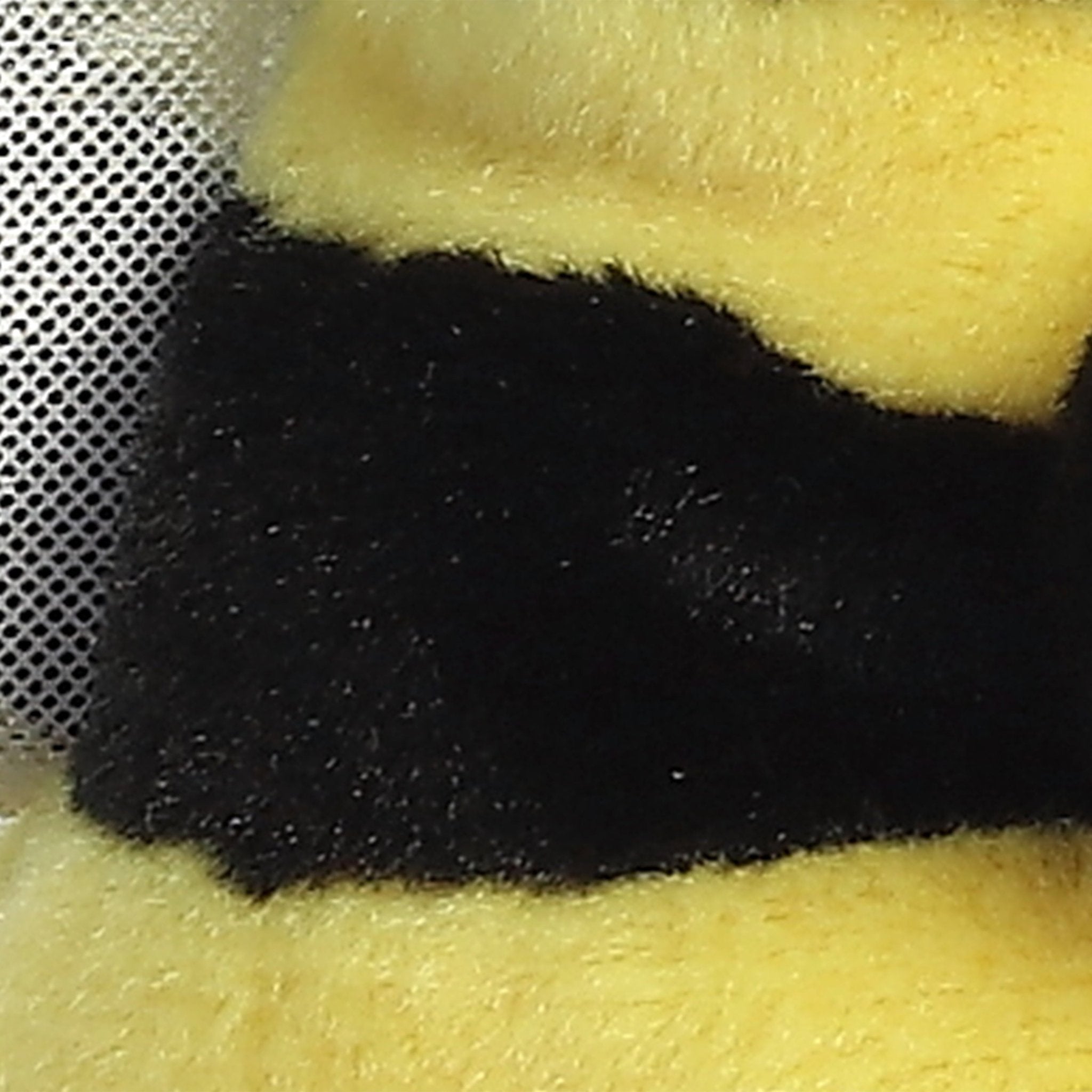 Palm Pals Queeny Bee 5" - Image 6